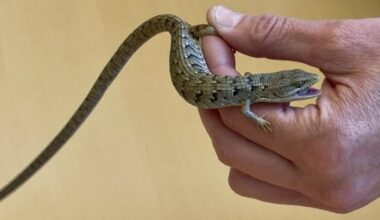 A hand holds a small western fence lizard with brown-and-blue patterned scales, its mouth open showing a purple tongue, against a tan background.