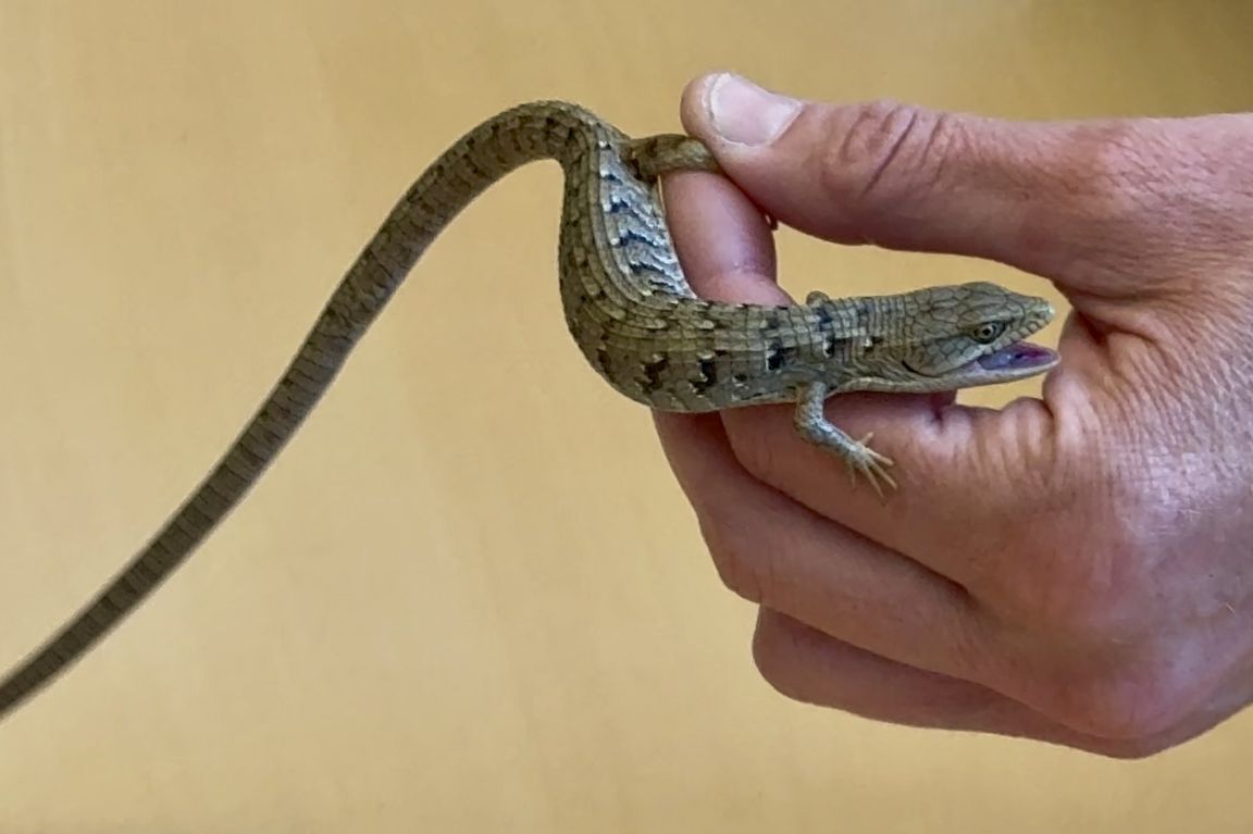 A hand holds a small western fence lizard with brown-and-blue patterned scales, its mouth open showing a purple tongue, against a tan background.