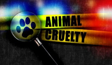 Woman arrested for physically assaulting a puppy in Santa Monica – NBC Los Angeles