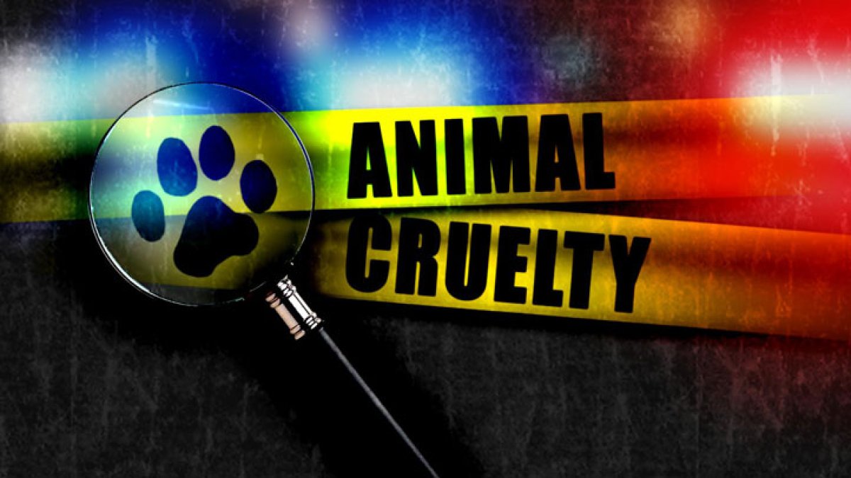 Woman arrested for physically assaulting a puppy in Santa Monica – NBC Los Angeles