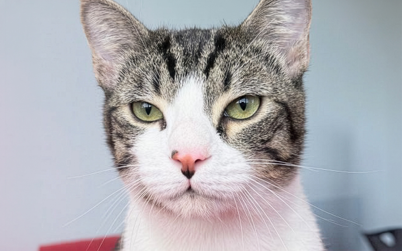 Herman is the Berkeley-East Bay Humane Societyâs pet of the...