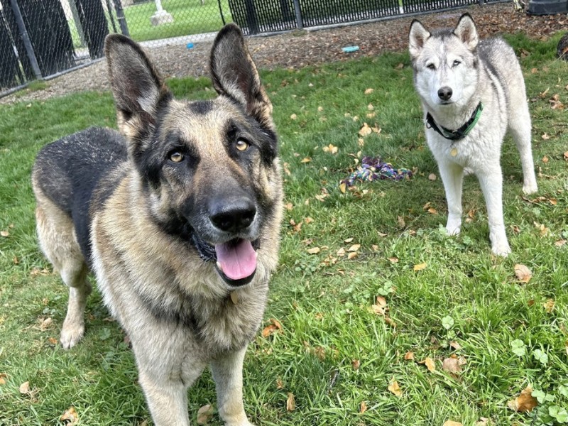 Dax and Celine are the pets of the week at...