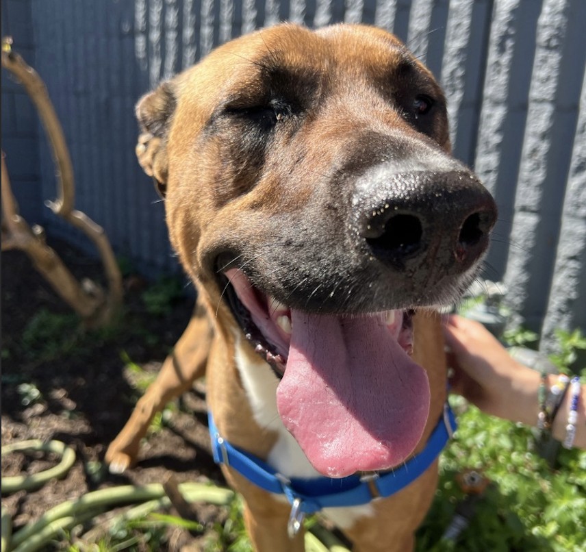 Moira is Friends of the Alameda Animal Shelterâs pet of...