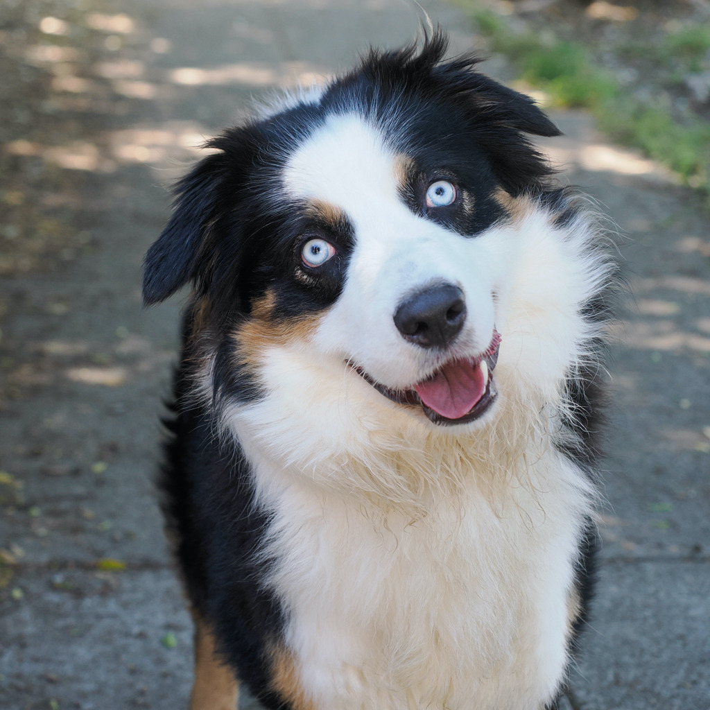 Bodie is Milo Point Richmondâs pet of the week. (photo...