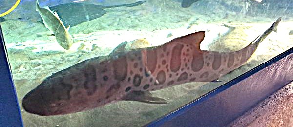 A leopard shark swims at Birch Aquarium in La Jolla. (Ashley Mackin-Solomon)