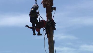 Dramatic footage shows daring aerial rescue of worker stranded atop towering palm tree