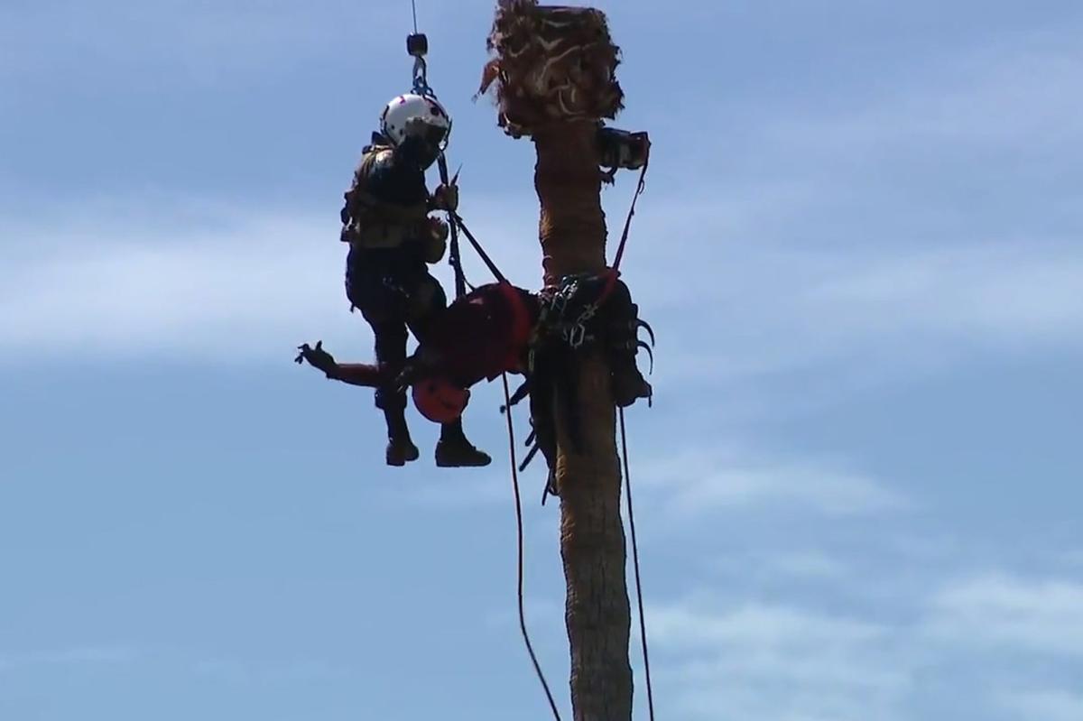 Dramatic footage shows daring aerial rescue of worker stranded atop towering palm tree