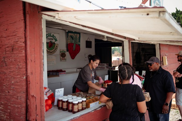 Rachel Argulles helps customers at Nicholson Strawberries on Route 66 in Rancho Cucamonga, California, June 3, 2025. (E. Jason Wambsgans/Chicago Tribune)