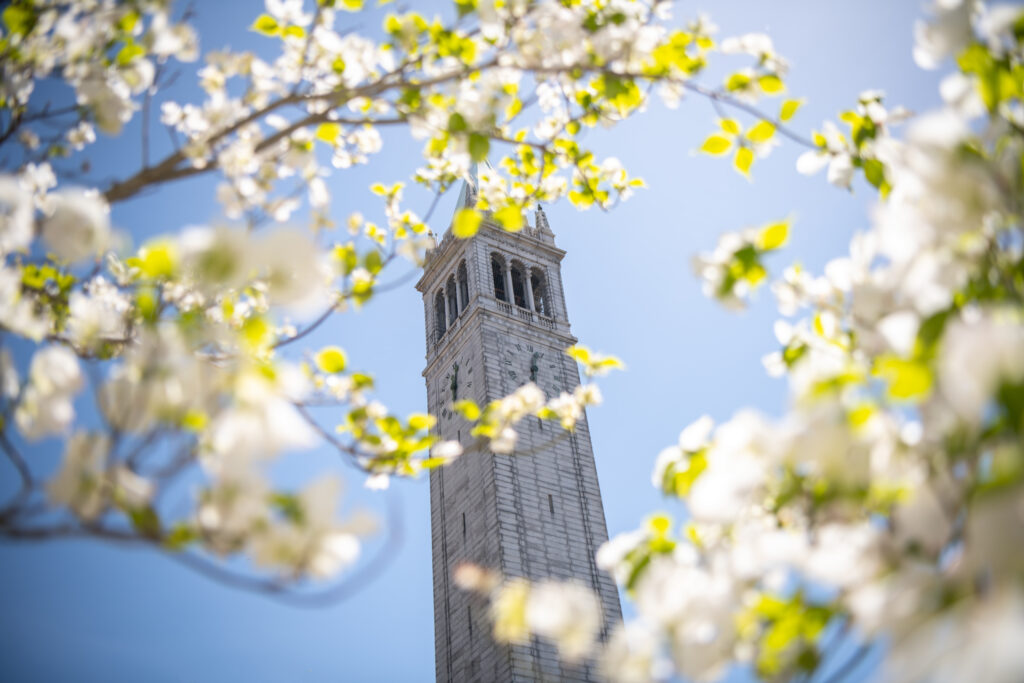 The UC Berkeley Campanile in the background, framed by flowers