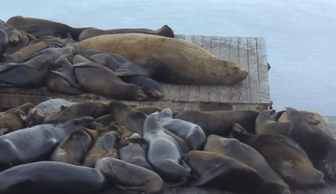 Chonkers the 2,000-pound sea lion is making waves in San Francisco Bay