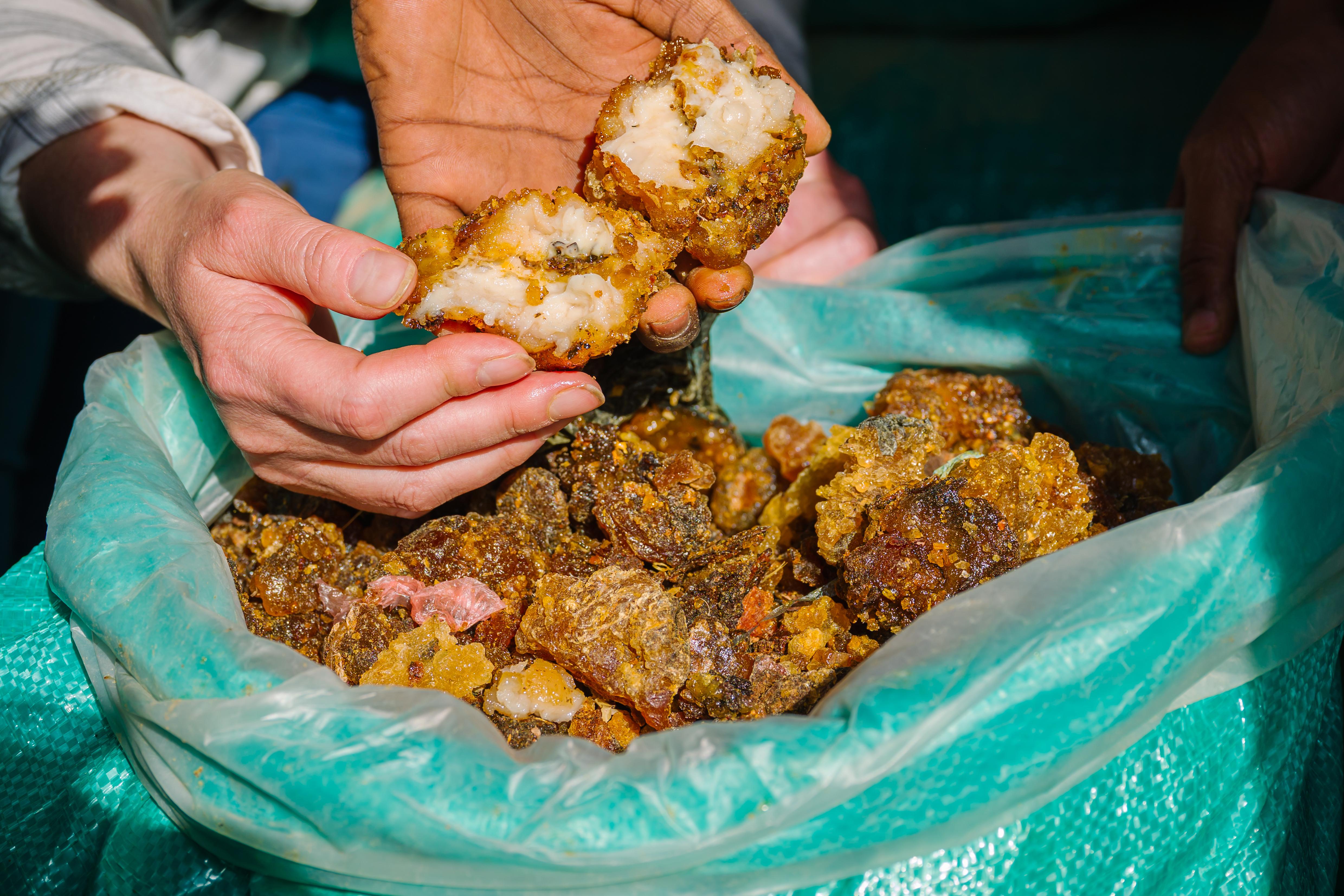 Members of a research team hold pieces of naturally exudated resin from myrrh.