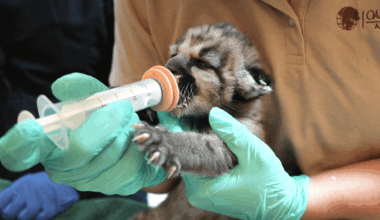 The Oakland Zoo Now Has Two Rescued Mountain Lion Cubs Named ‘Crimson and Clover’