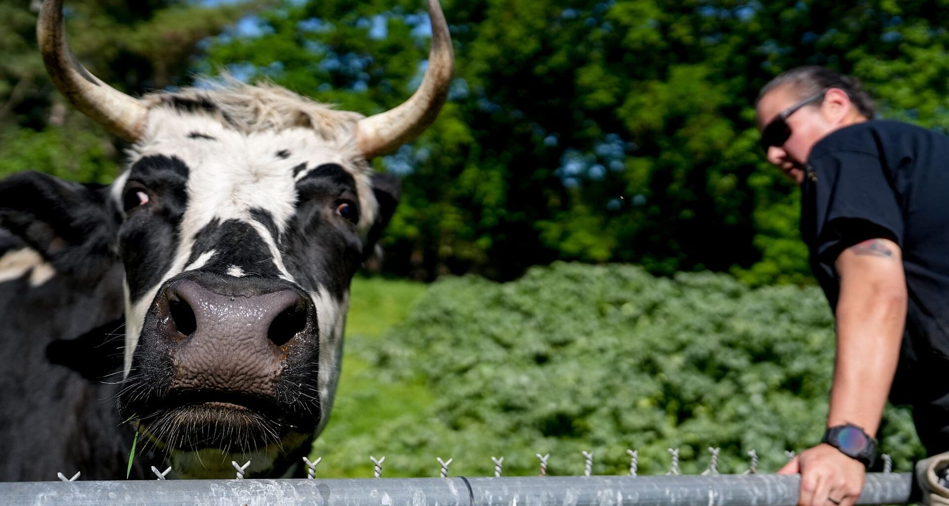 Sacramento's Sanctuary Mixtape gives farm animals a new home