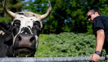 Sacramento's Sanctuary Mixtape gives farm animals a new home