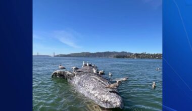 Gray whale found dead in the San Francisco Bay – NBC Bay Area