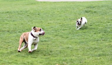 Board of Supes to Consider Reopening ‘Dog Court’ as 61 Bite Cases Await Hearings