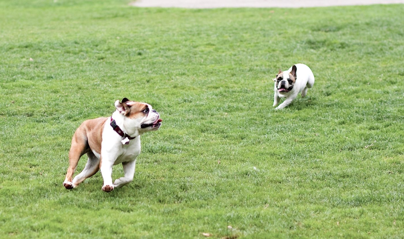 Board of Supes to Consider Reopening ‘Dog Court’ as 61 Bite Cases Await Hearings