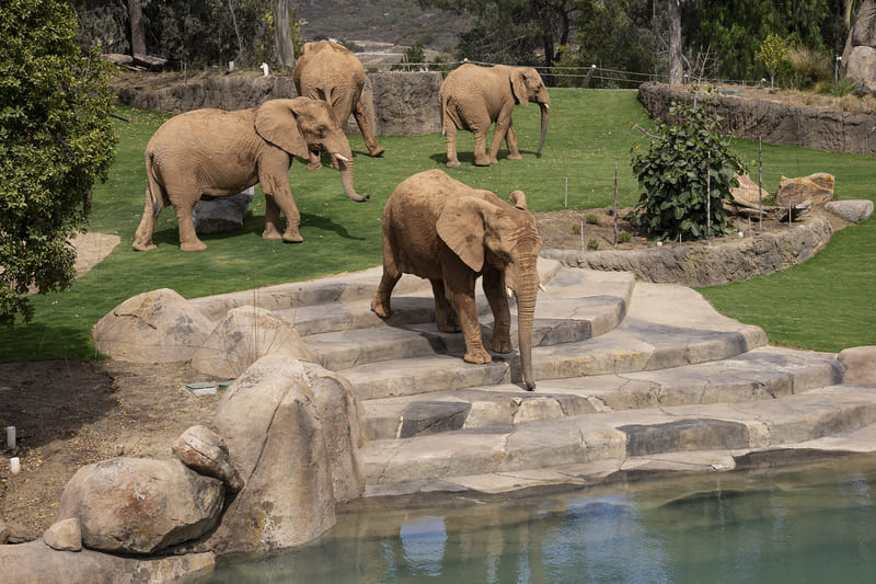Elephant Valley watering hole.