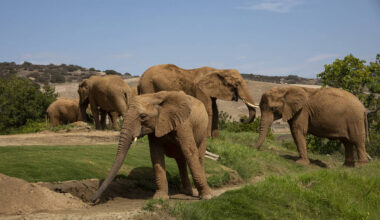 A 13-Acre Savanna Where You Can Walk Alongside A Herd Of African Elephants