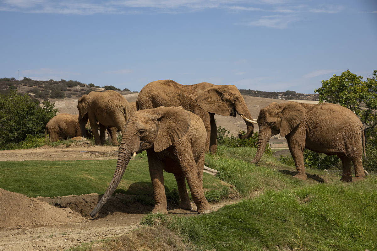 A 13-Acre Savanna Where You Can Walk Alongside A Herd Of African Elephants