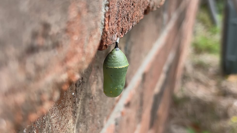 The International Union for Conservation and Nature lists monarch butterflies as endangered...
