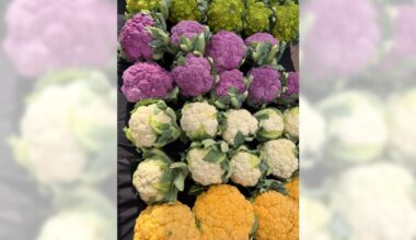 The produce steals the show at the Fullerton Thursday market – Orange County Register