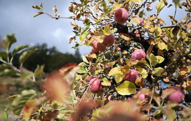 Red Fuji apples are seen at The Orchard at Meadow Lakes which offers visitors the chance to pick their own apples. Photographed Friday, Oct. 3, 2025 near Auberry.