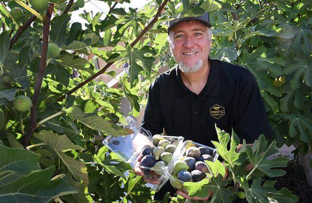 Brian Melton holds two boxes of figs in his front yard Wednesday, Aug. 13, 2025 in Fresno. Melton has cultivated a following on social media selling ripe packaged figs of various varieties from his front porch.