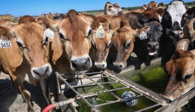 Fresno dairy faces $1.5M loss amid raw milk recall