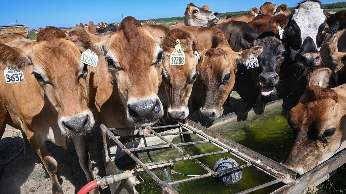 Fresno dairy faces $1.5M loss amid raw milk recall