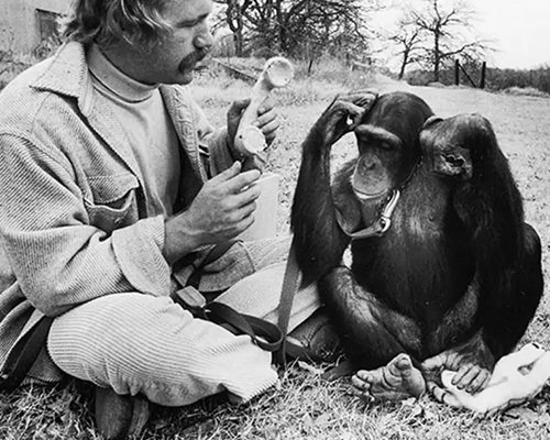 A man with a mustache holds a telephone out to a chimpanzee in an outdoor setting