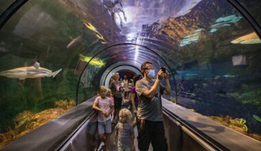 All-new Shark Encounter re-opening at SeaWorld in May – NBC 7 San Diego