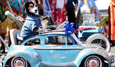 A caboodle of critters will roll for Olvera Street’s ‘Blessing of the Animals’ – NBC Los Angeles