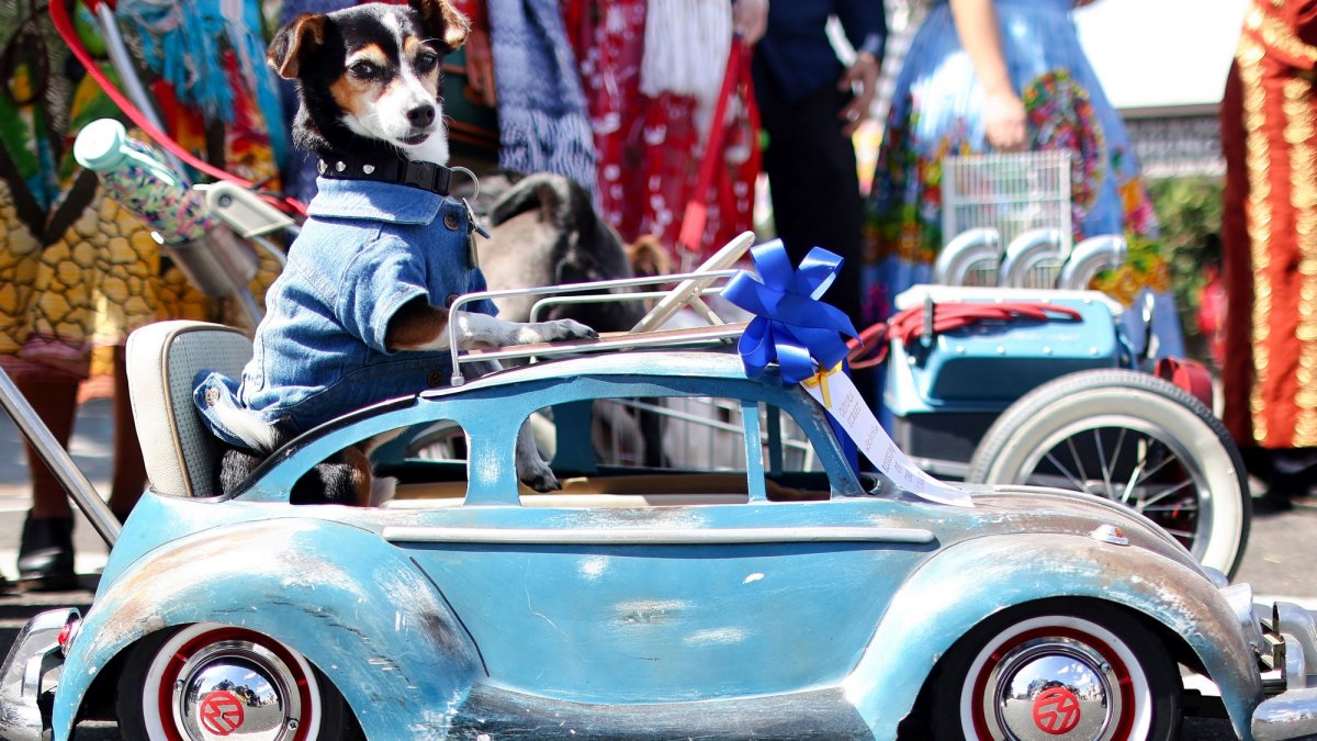 A caboodle of critters will roll for Olvera Street’s ‘Blessing of the Animals’ – NBC Los Angeles