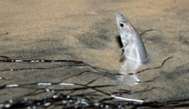 This music-filled ‘Fishtival’ will wriggle ashore at Cabrillo Marine Aquarium – NBC Los Angeles