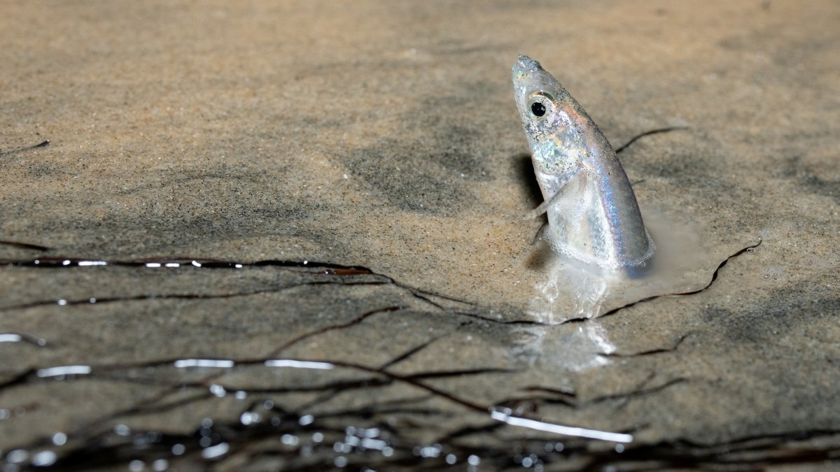 This music-filled ‘Fishtival’ will wriggle ashore at Cabrillo Marine Aquarium – NBC Los Angeles
