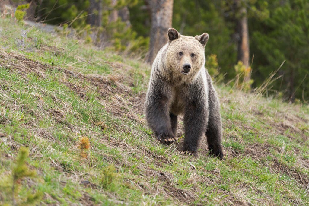 A grizzly bear roams through yellowstone national park