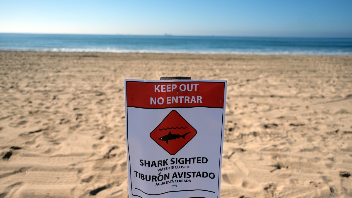 Sharking sighting closes Huntington Beach ocean water – NBC Los Angeles