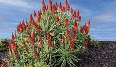 How a 40-year-old aloe garden still thrives in Southern California – San Bernardino Sun
