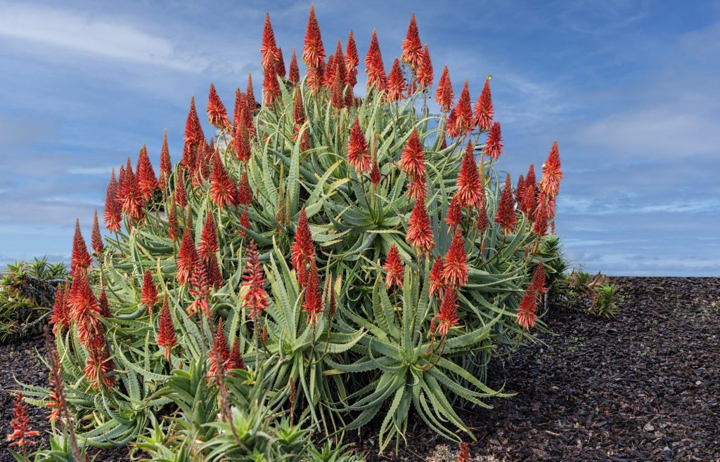How a 40-year-old aloe garden still thrives in Southern California – San Bernardino Sun
