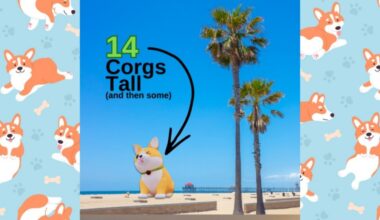 The planet’s biggest Corgi inflatable will preside at Spring Corgi Beach Day – NBC Los Angeles