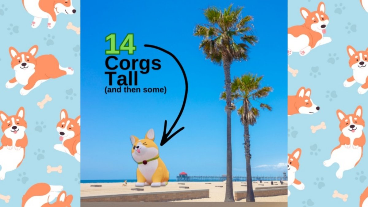 The planet’s biggest Corgi inflatable will preside at Spring Corgi Beach Day – NBC Los Angeles