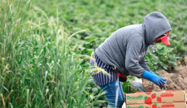A farmworker harvests strawberries in a field on March 31 near Oxnard, Calif. Credit: Mario Tama/Getty Images