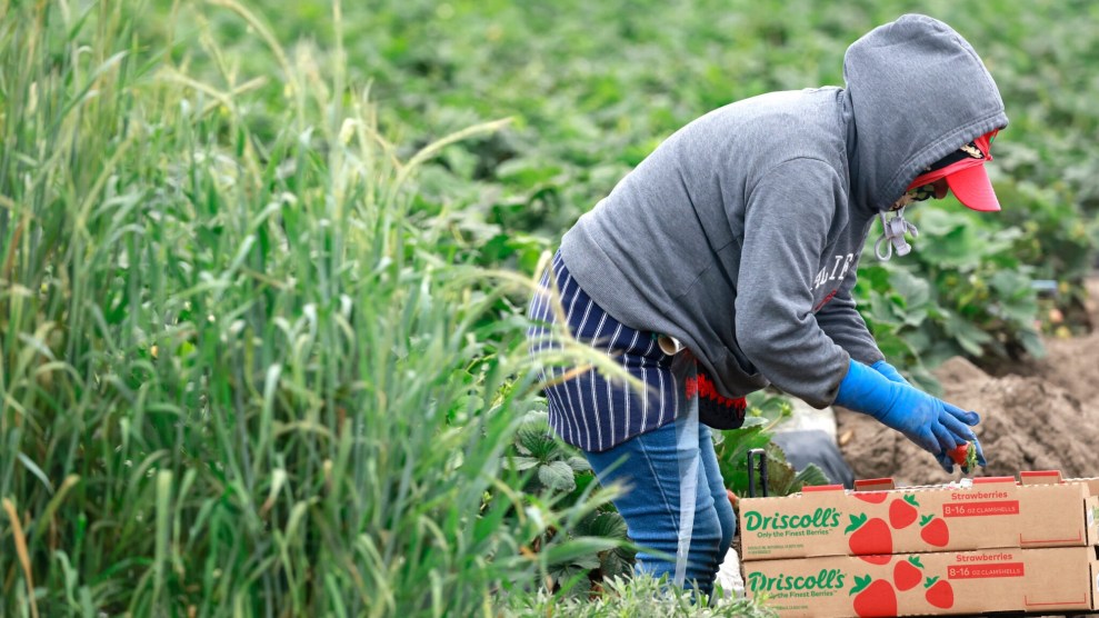 A person in jeans, a grey hoodie, and blue rubber gloves stands in profile in a field, bending over two boxes labeled "Driscoll's"