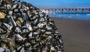 Warning issued for recreationally harvested mussels from California coast – NBC Los Angeles