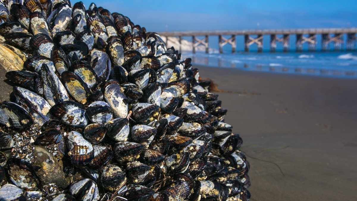Warning issued for recreationally harvested mussels from California coast – NBC Los Angeles