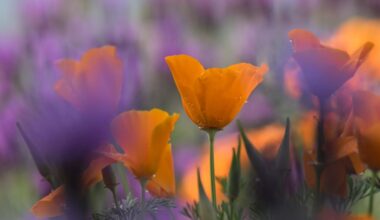 Tour a bright bouquet of Southern California gardens brimming with native plants – NBC Los Angeles