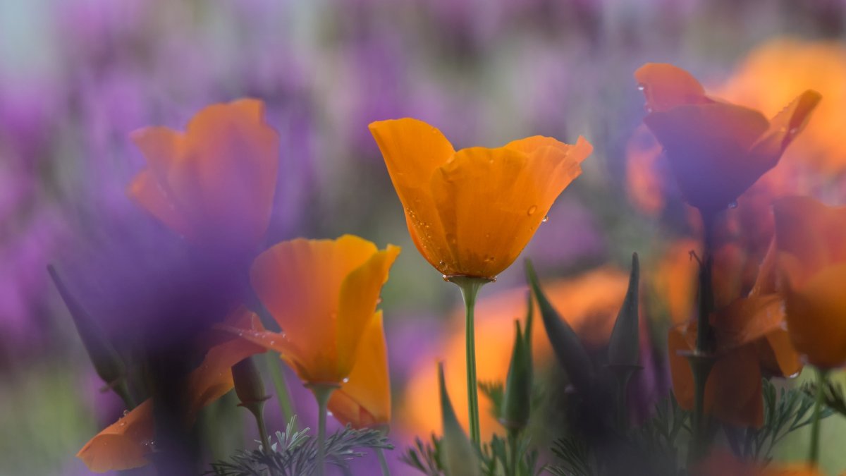 Tour a bright bouquet of Southern California gardens brimming with native plants – NBC Los Angeles