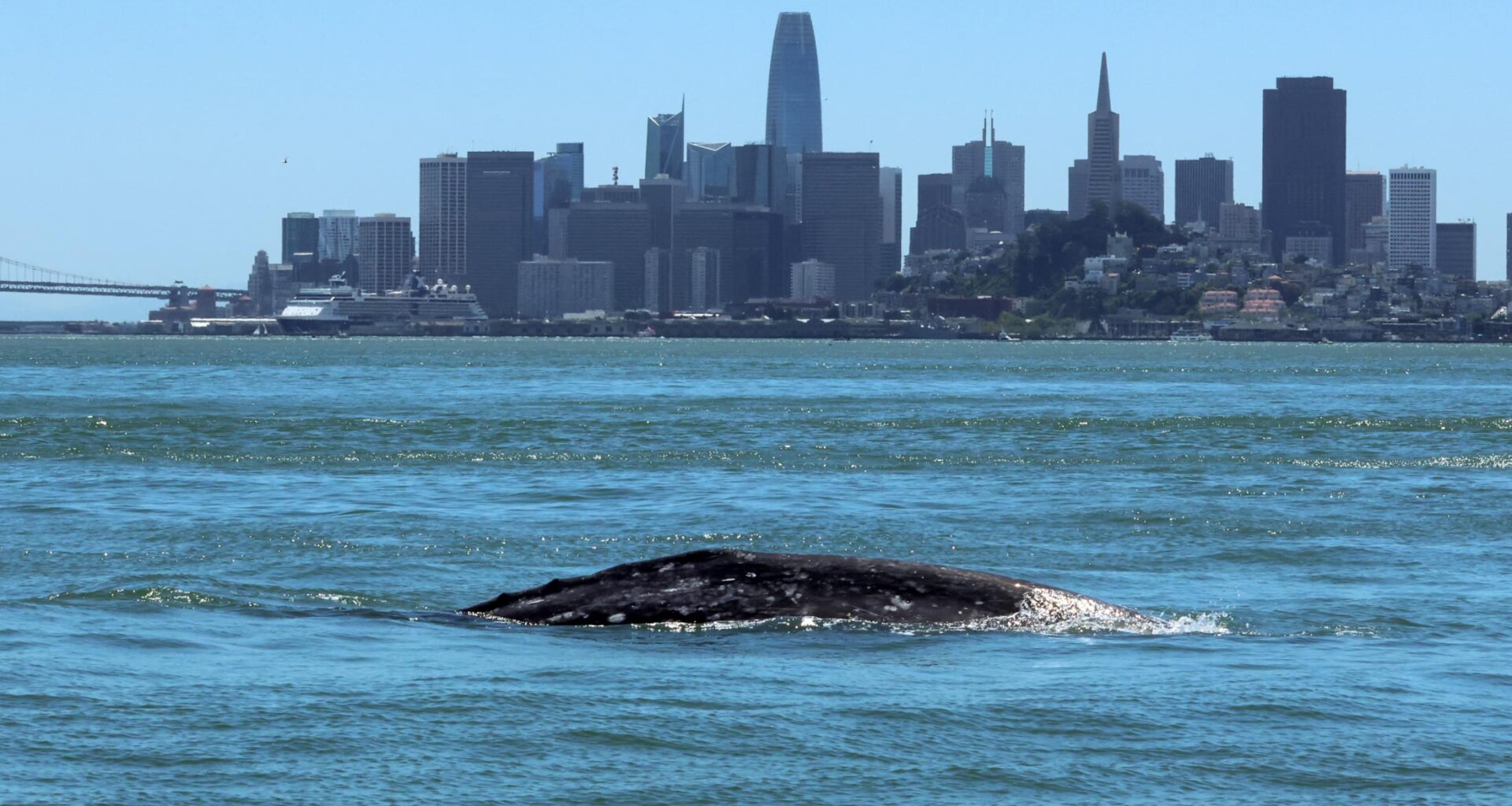 Nearly 1 in 5 Gray Whales That Enter San Francisco Bay Die There