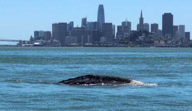 Nearly 1 in 5 Gray Whales That Enter San Francisco Bay Die There